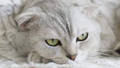 中国茶道三大形式